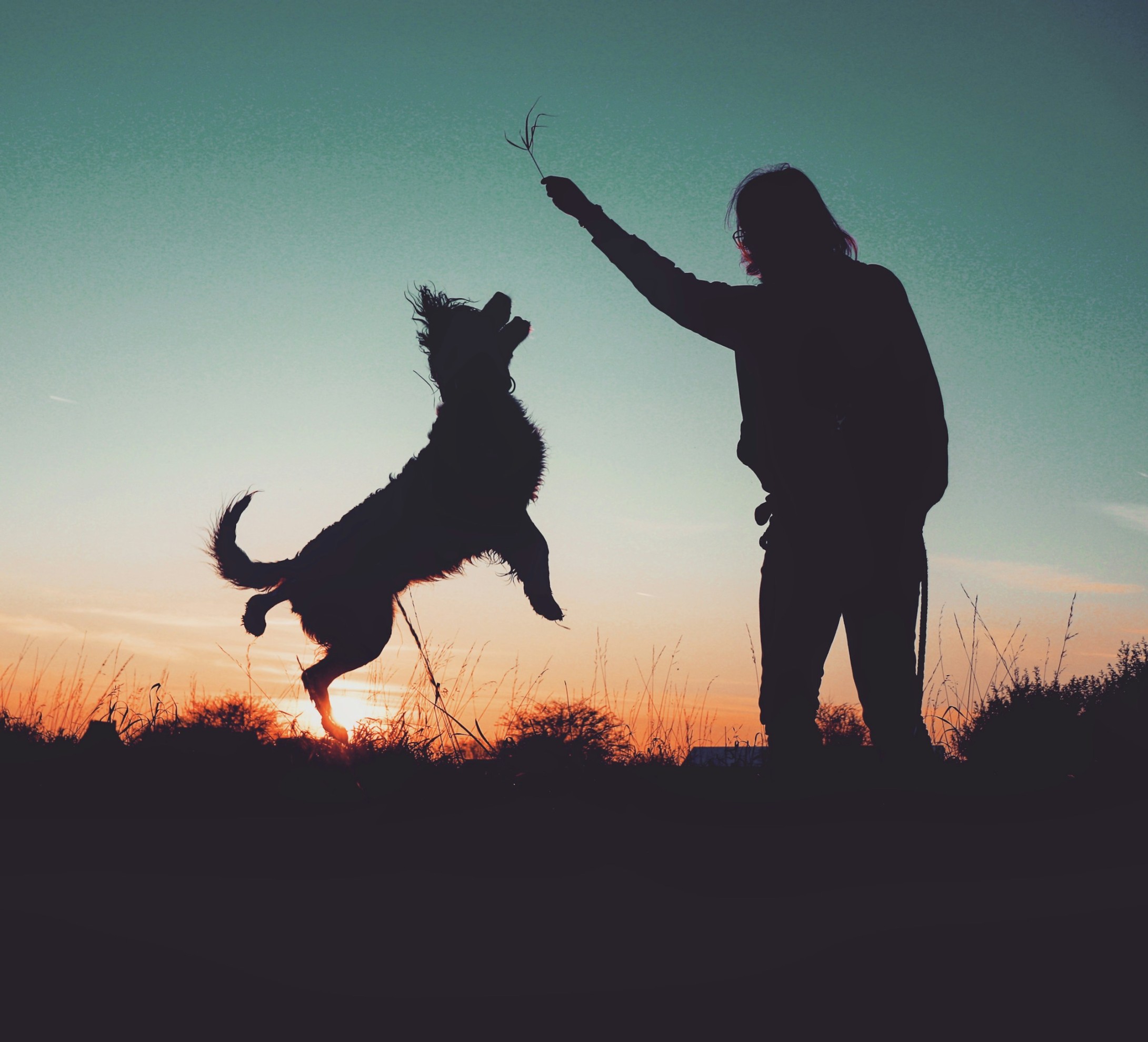 Mensch und Hund spielen gemeinsam draussen bei Sonnenuntergang