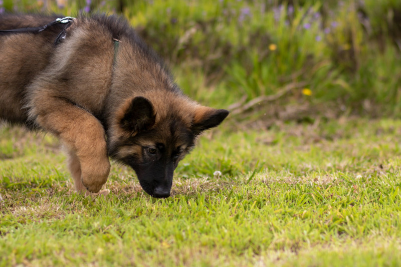 Junger Schäferhund schnüffelt bei der Nasenarbeit am Boden