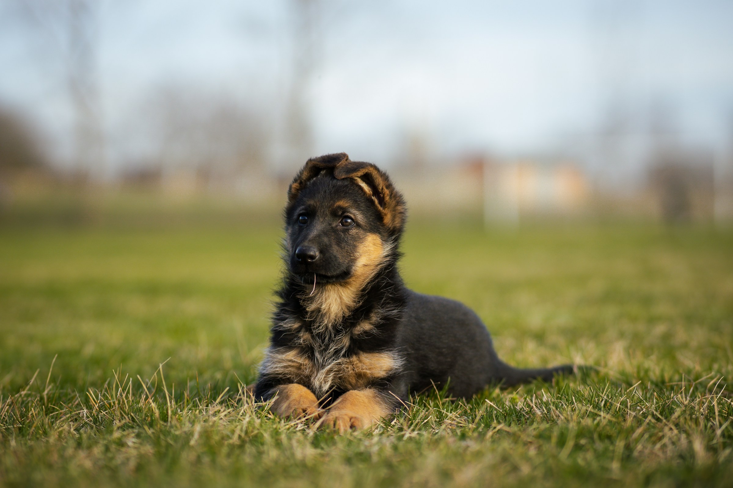 Junger Deutscher Schäferhund liegt aufmerksam im Gras