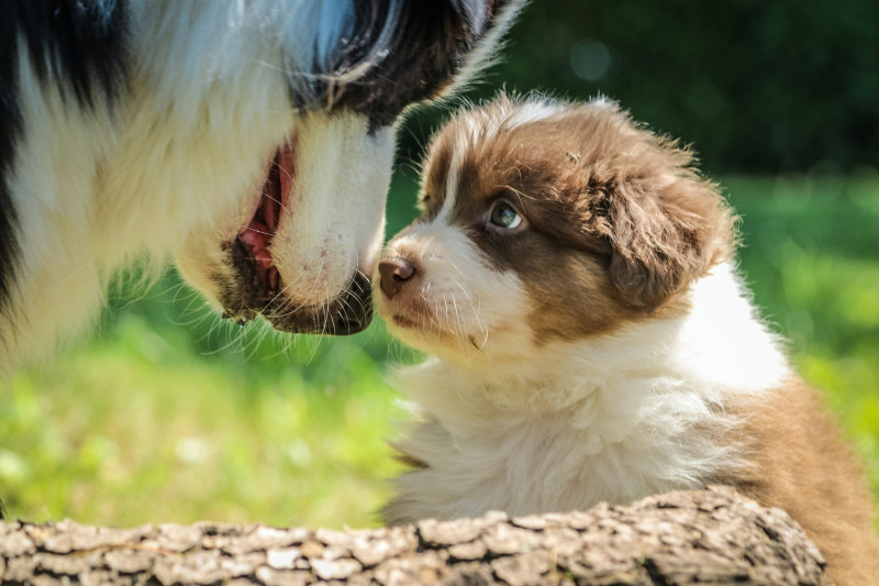Ausgewachsener Hund und Welpe berühren sich Nase an Nase