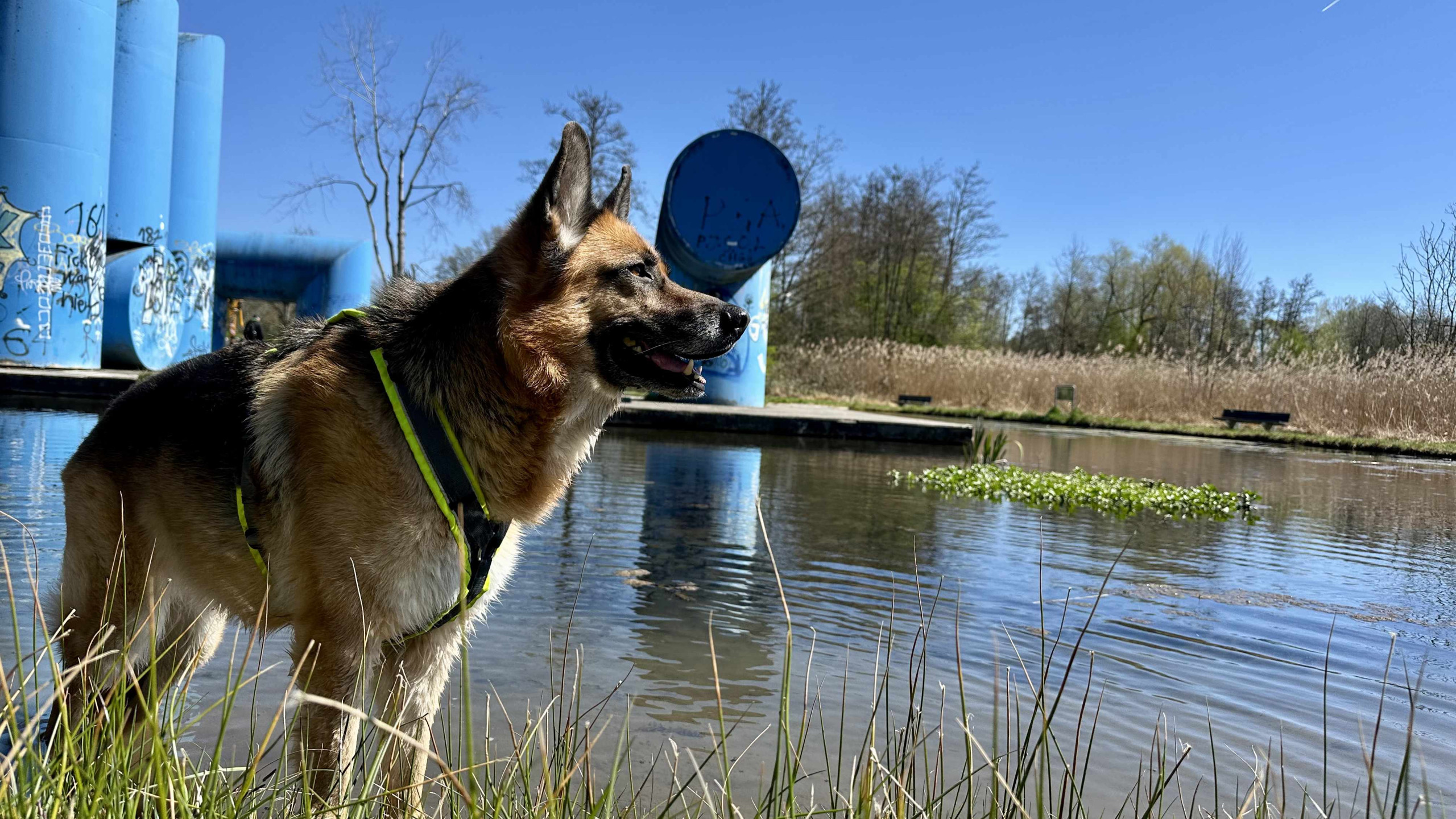 Alba, eine Deutsche Schäferhündin, steht im flachen Wasser eines klaren Sees und schaut aufmerksam zur Seite.