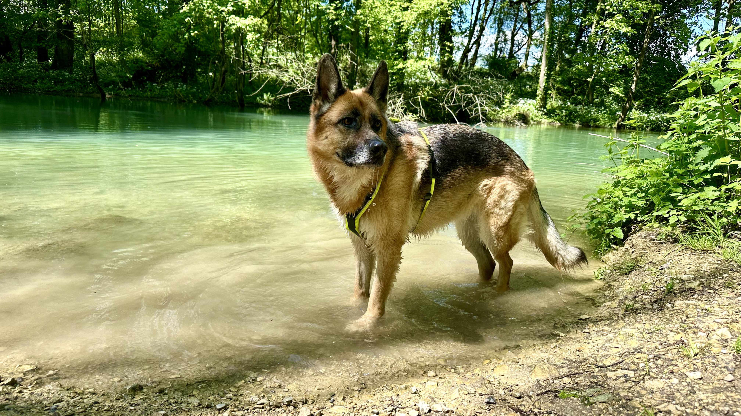 Alba, eine Deutsche Schäferhündin, steht an einem grünen Waldsee und blickt aufmerksam in die Umgebung.