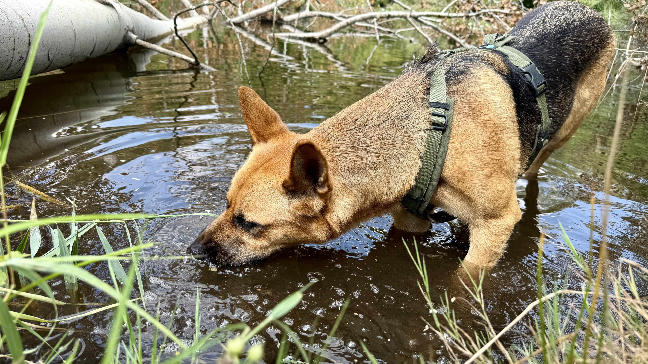 Eiven, ein Deutscher Schäferhund, steht mit den Vorderpfoten im flachen Wasser und untersucht aufmerksam die Wasseroberfläche.