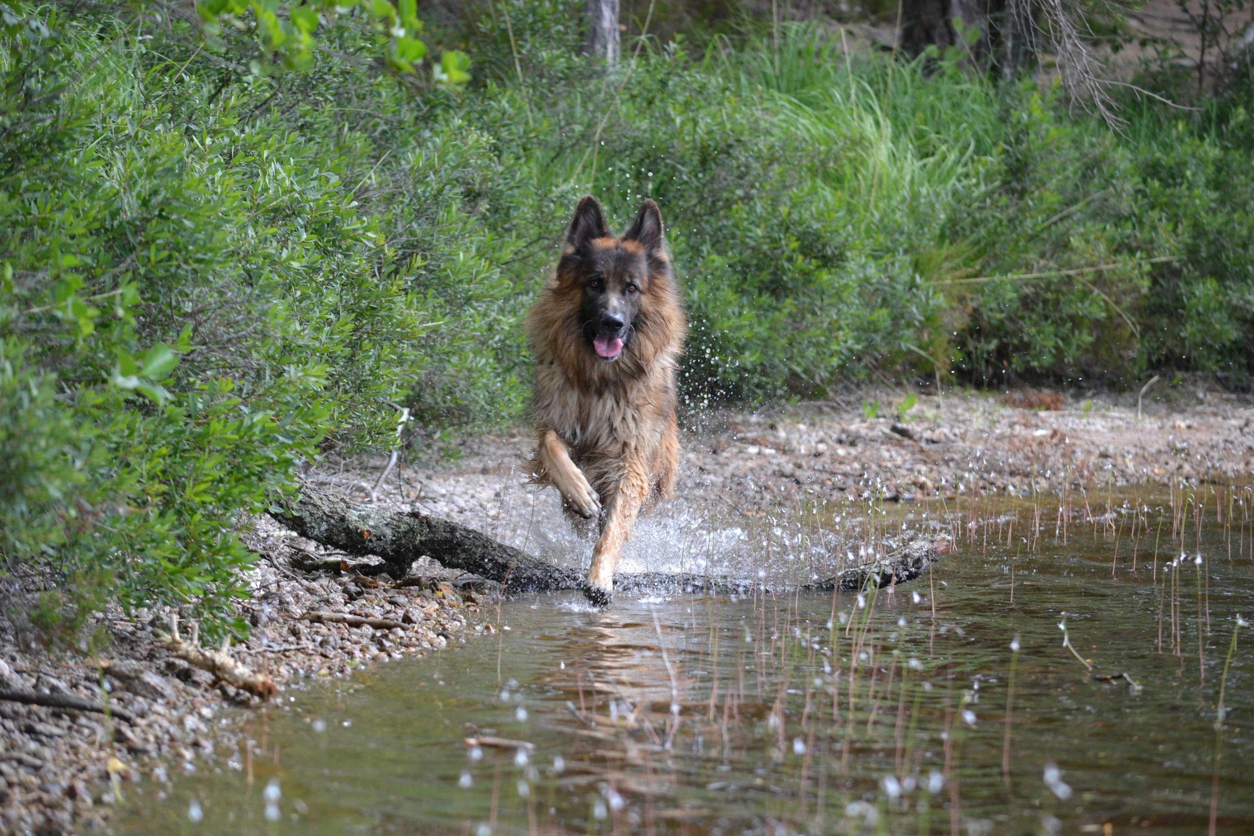 ein langhaariger Deutscher Schäferhund, läuft durch flaches Wasser an einem bewachsenen Ufer entlang.