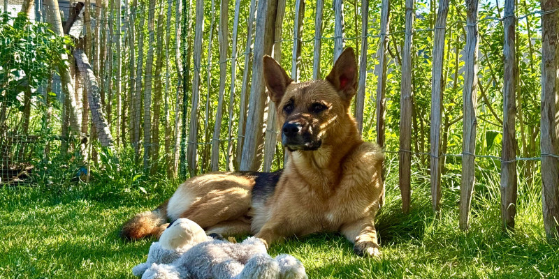 Gemeinsames Spiel zwischen Mensch & Hund will gelernt sein