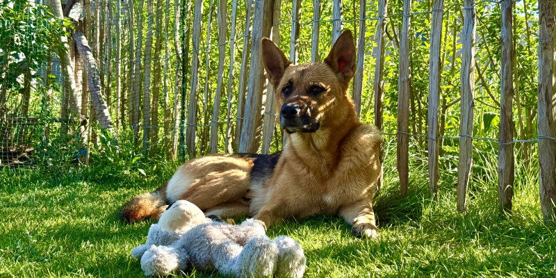 Gemeinsames Spiel zwischen Mensch & Hund will gelernt sein