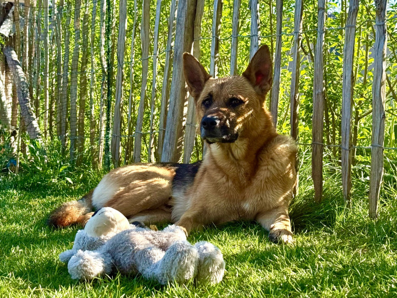 Gemeinsames Spiel zwischen Mensch & Hund will gelernt sein
