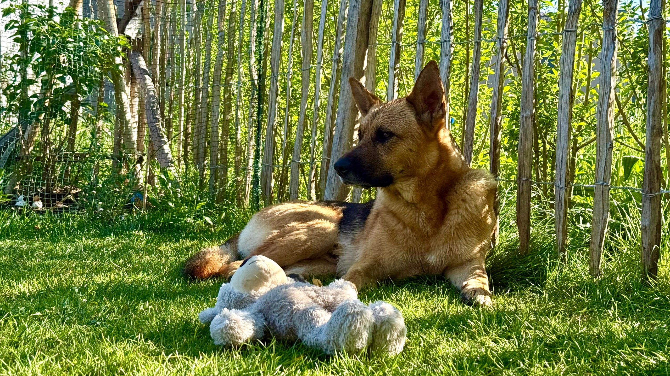Ruhiger Schäferhund liegt entspannt im Garten neben einem Stofftier