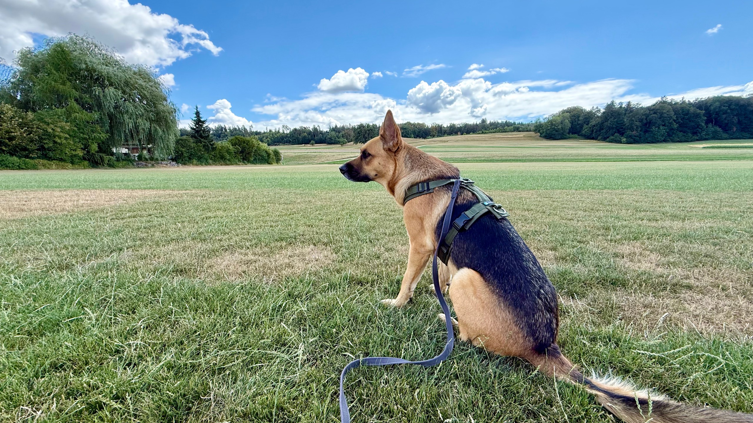 Deutscher Schäferhund sitzt aufmerksam auf einer Wiese und beobachtet seine Umgebung.