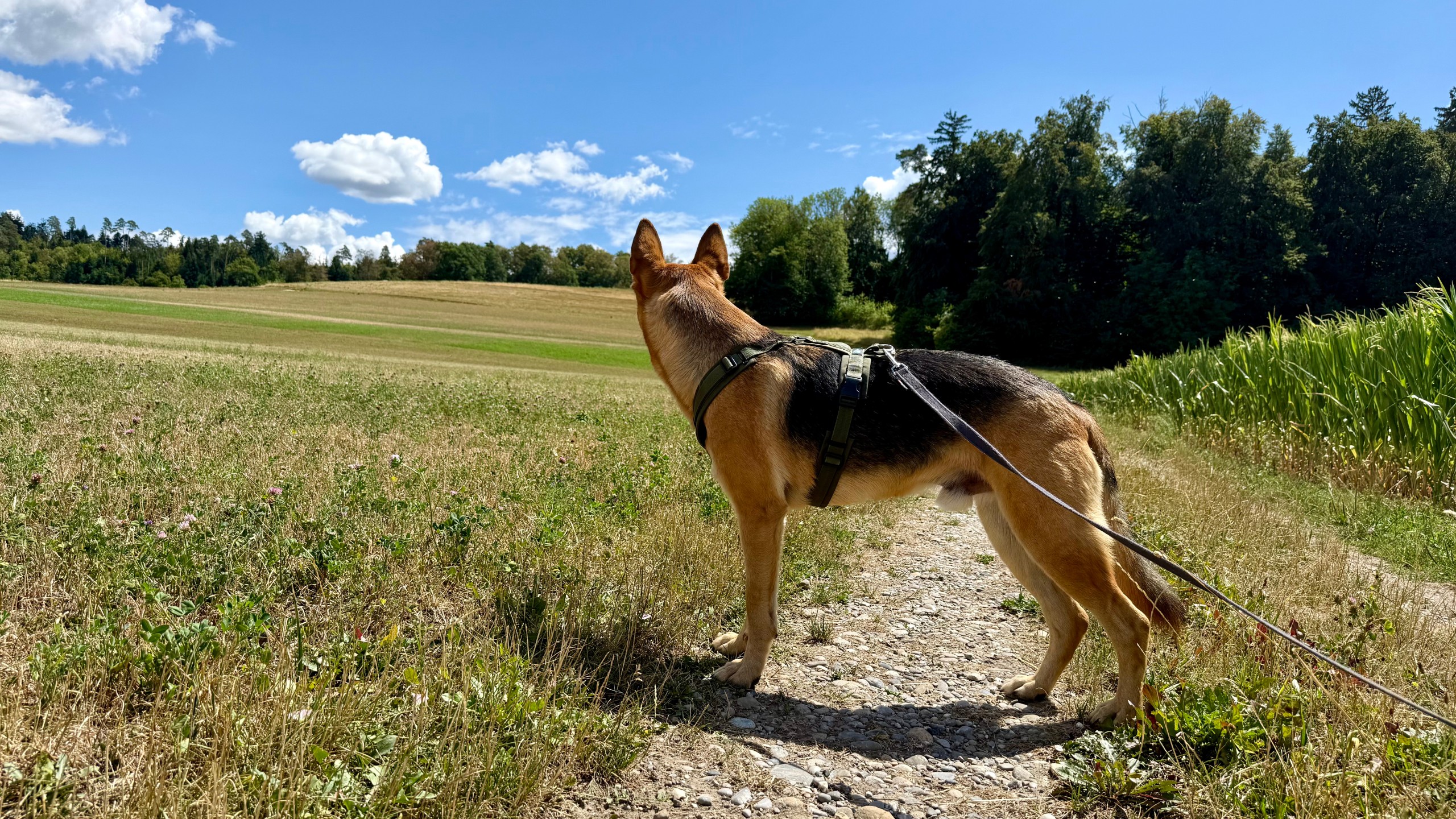 Deutscher Schäferhund steht aufmerksam auf einem Feldweg und beobachtet seine Umgebung.