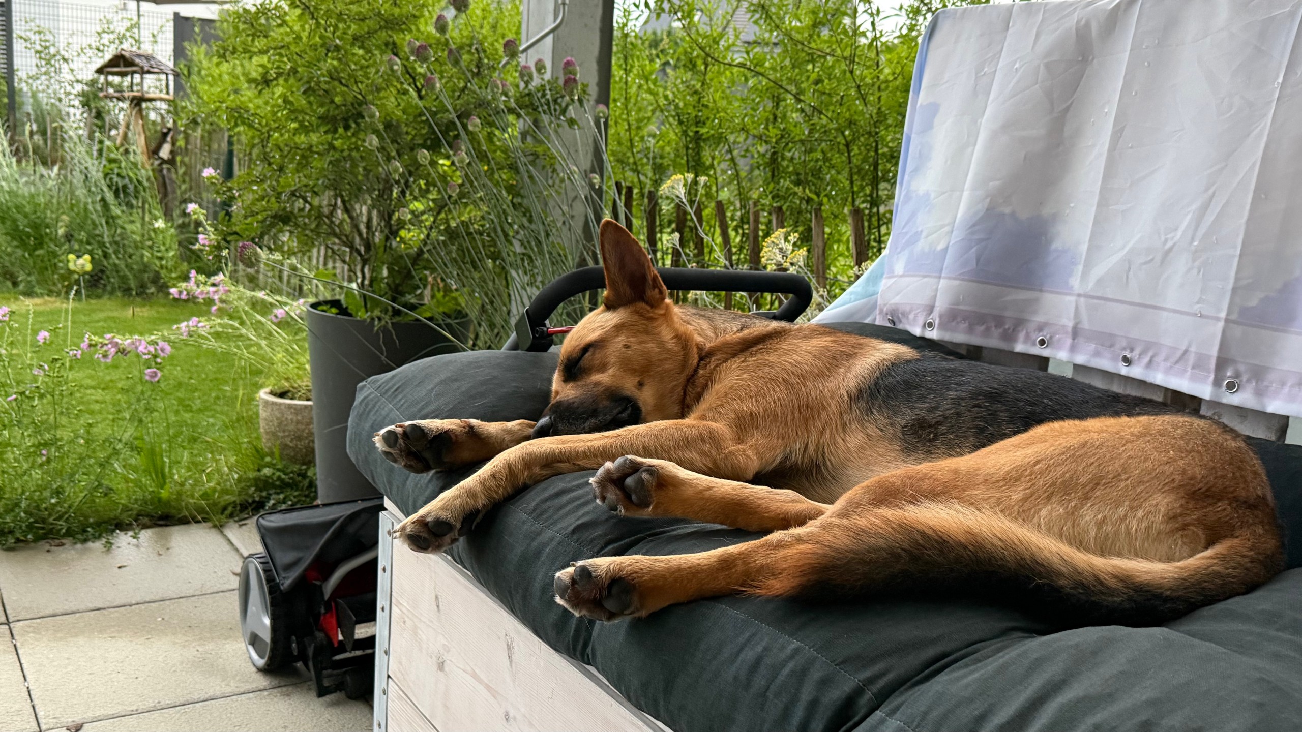 Deutscher Schäferhund schläft entspannt auf einer Gartenliege im Grünen