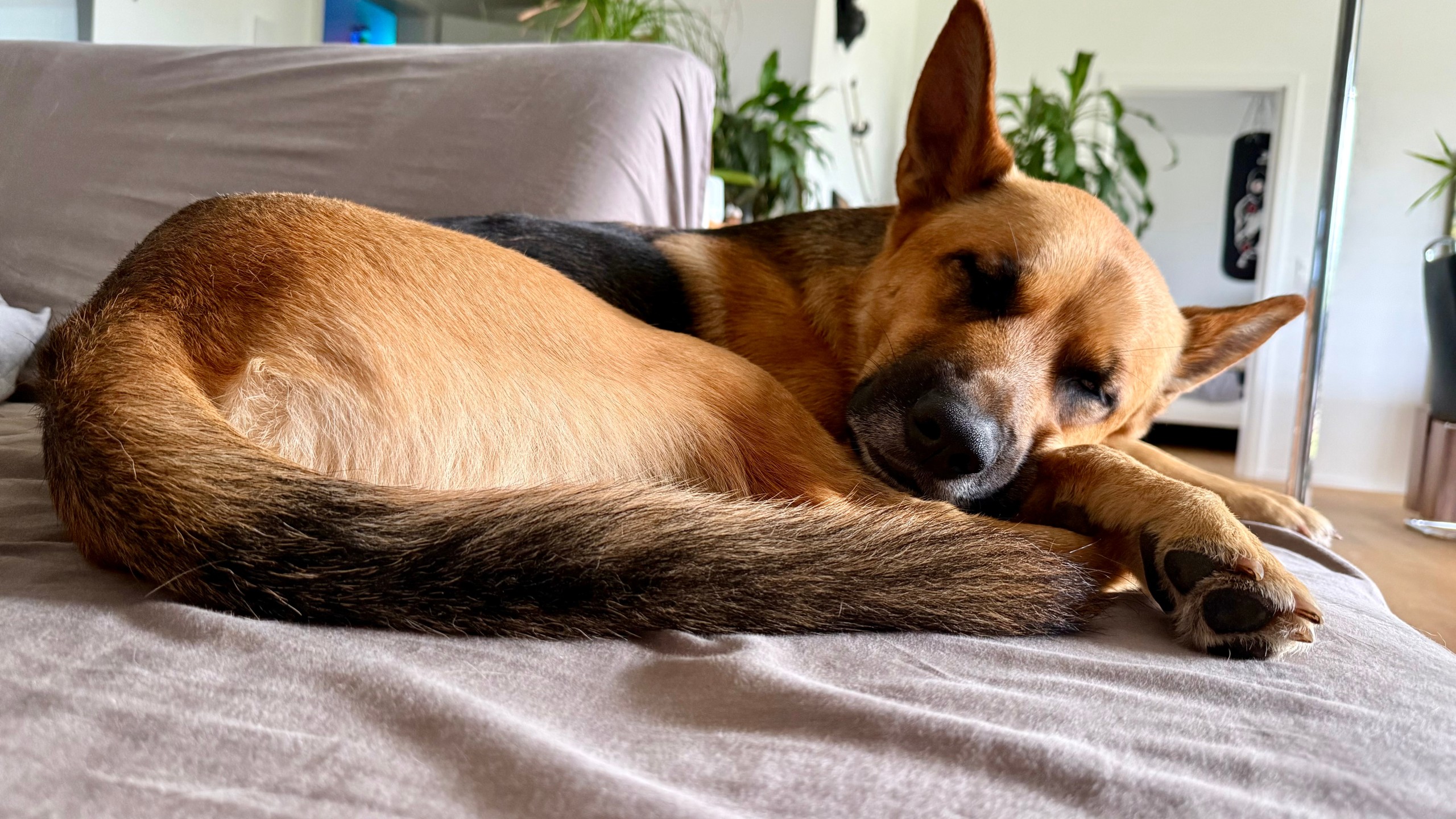 Deutscher Schäferhund schläft entspannt zusammengerollt auf einem Sofa