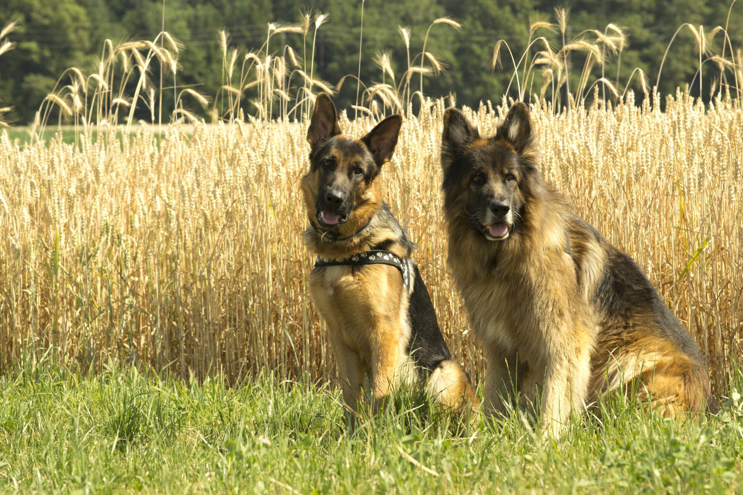 Zwei Deutsche Schäferhunde, sitzen nebeneinander vor einem reifen Kornfeld und blicken aufmerksam in die Kamera.