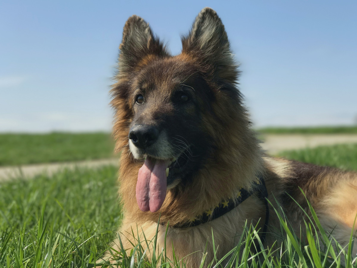 Der langhaarige Deutsche Schäferhund Fangio liegt entspannt im Gras