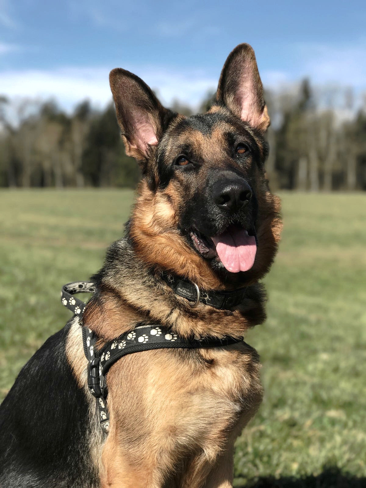 Der Deutsche Schäferhund Zeus sitzt aufmerksam auf einer Wiese